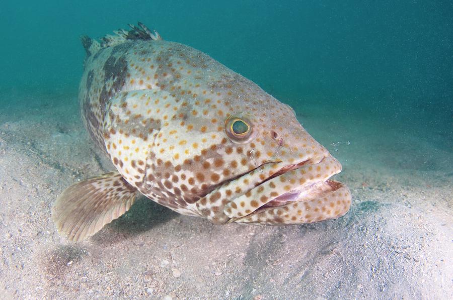 Orange-spotted Grouper Photograph by Scubazoo/science Photo Library