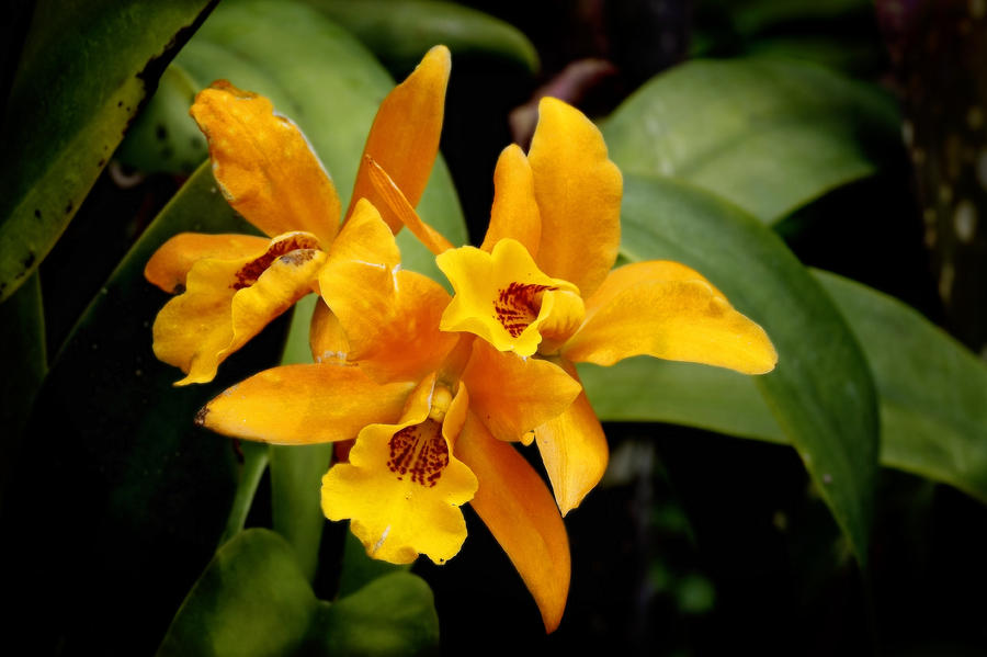 Nature Photograph - Orange Spotted Lip Cattleya orchid by Rudy Umans