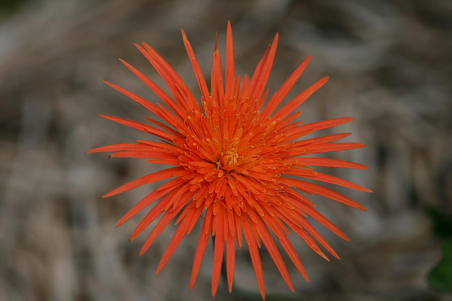 Orange star flower Photograph by Phoenix De Vries - Fine Art America