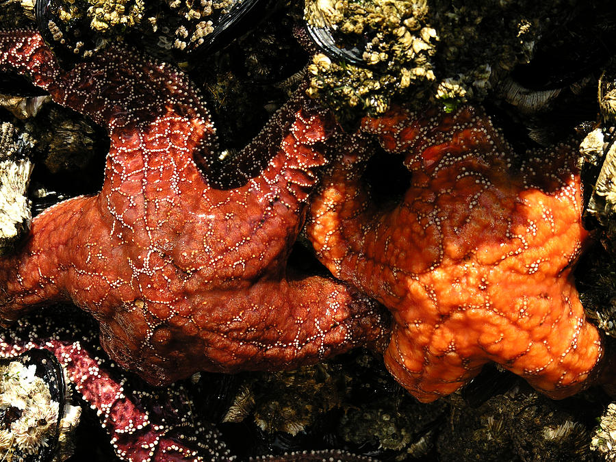Orange Starfish Photograph by Robert Lozen