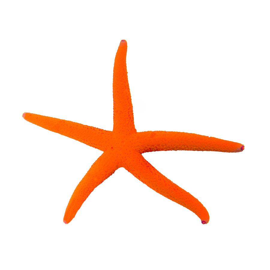 Orange Starfish Digital Art by Roy Pedersen