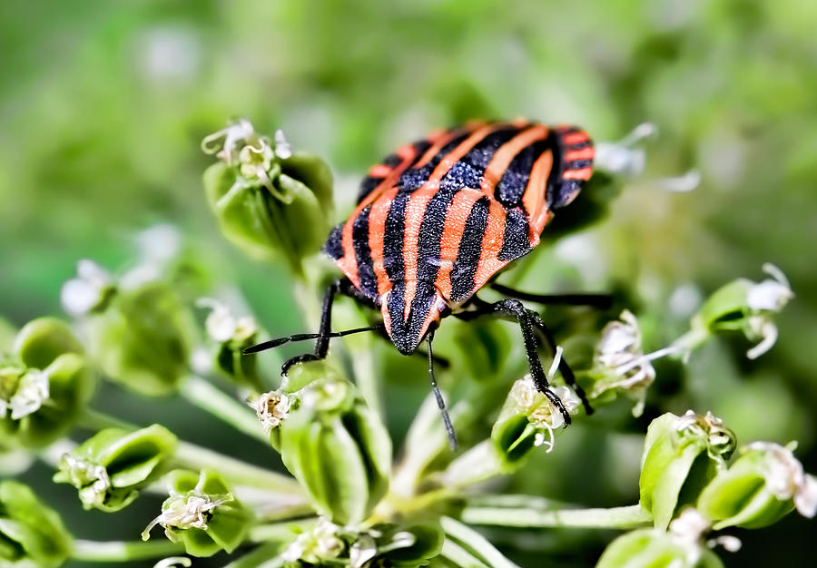 Orange Striped Bug Walking On Small Flowers Photograph by Leif Sohlman