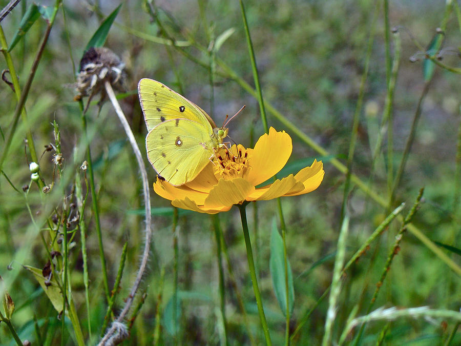 Orange Sulphur Butterfly - Colias eurytheme Photograph by Carol Senske