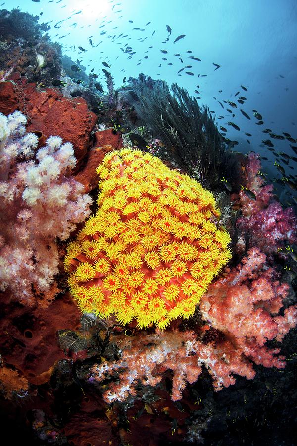 Orange Sun Coral Photograph by Ethan Daniels