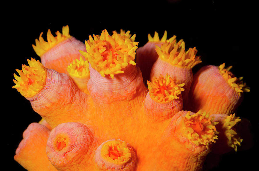 Orange Sun Coral Photograph by Nigel Downer