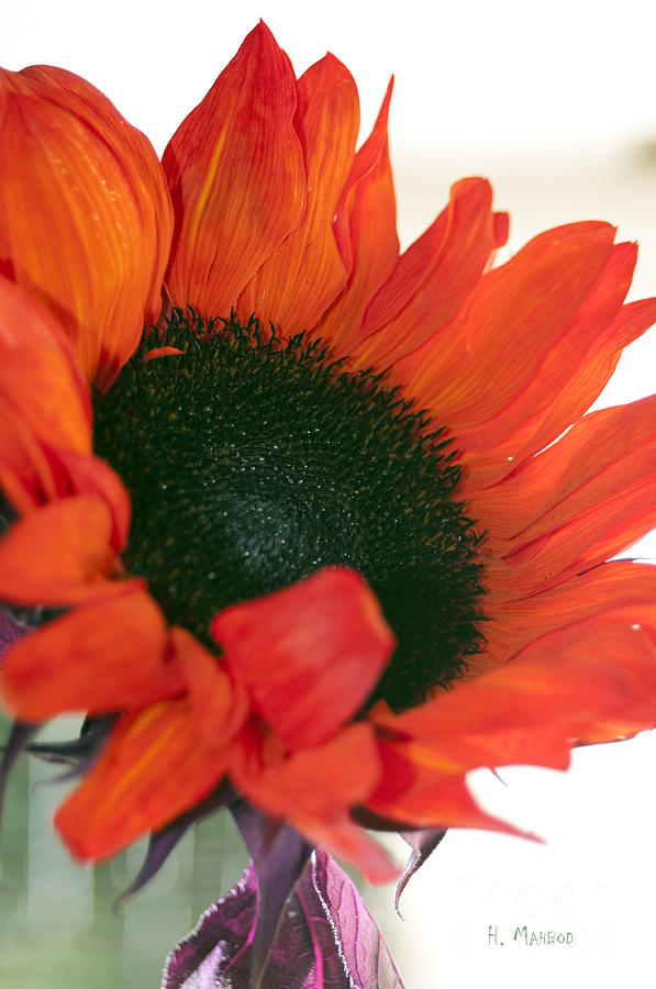Orange Sun Flower Photograph by Haleh Mahbod