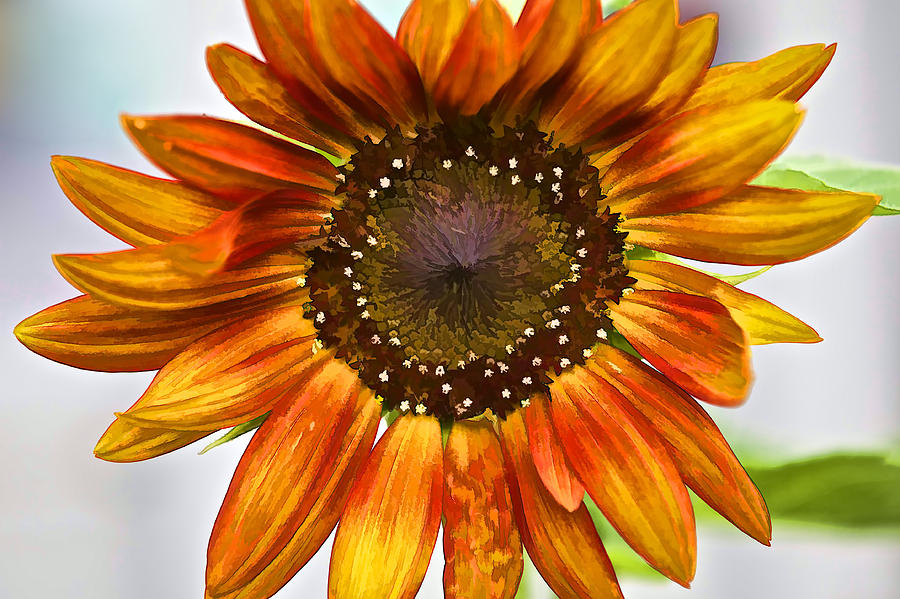 Orange Sunflower  Photograph by David Letts