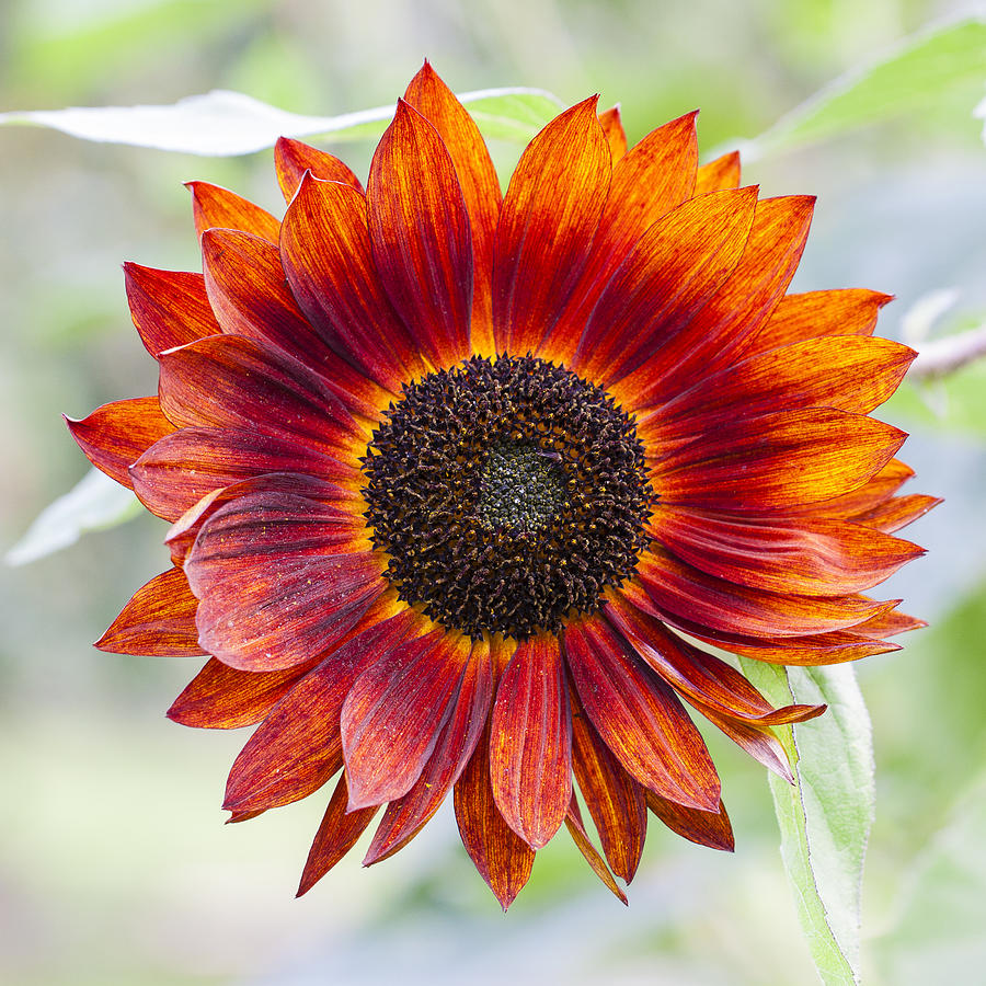 Orange Sunflower Photograph by Matthew Bruce | Fine Art America