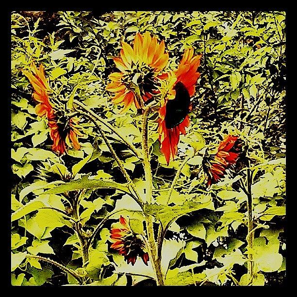 Monsoon Photograph - #orange #sunflowers #bisbee Is #green by Ana Borrajo