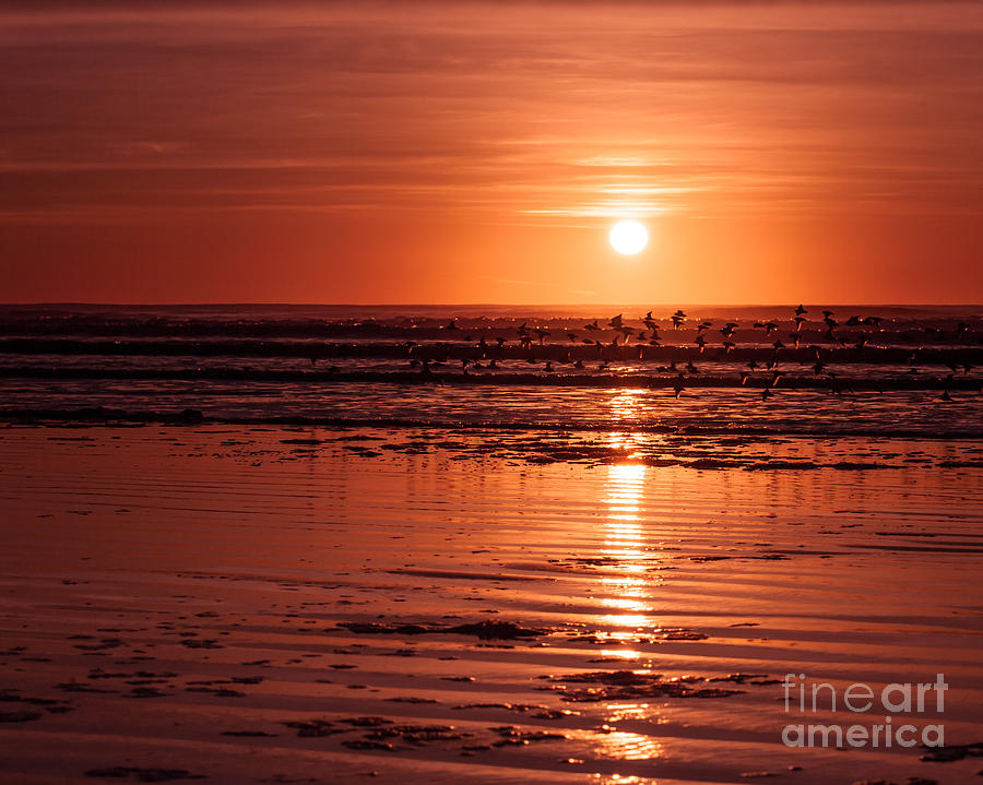 Bird Photograph - Orange Sunset by Lucid Mood