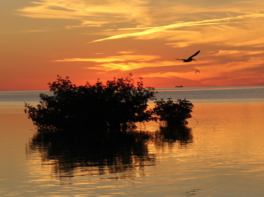 Orange sunset Photograph by Maxine Kamin