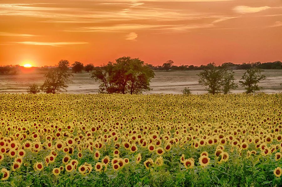 Orange Sunset Over The Sunflower Field Photograph by Ronnie Wiggin