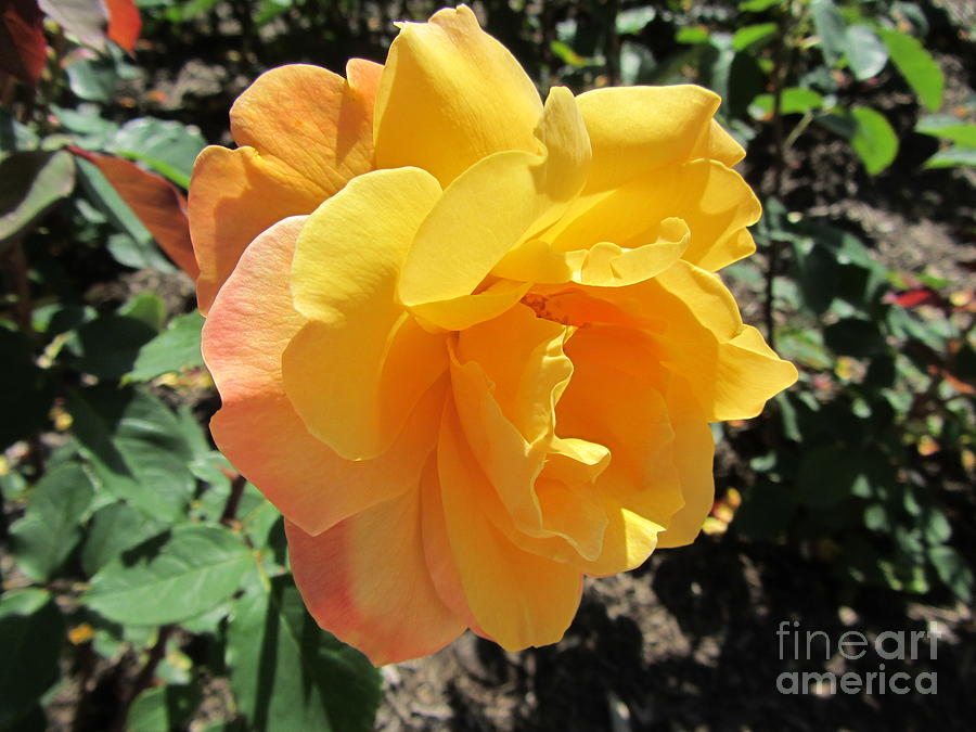 Orange Sunshine In The Rose Garden Photograph by Susan Carella