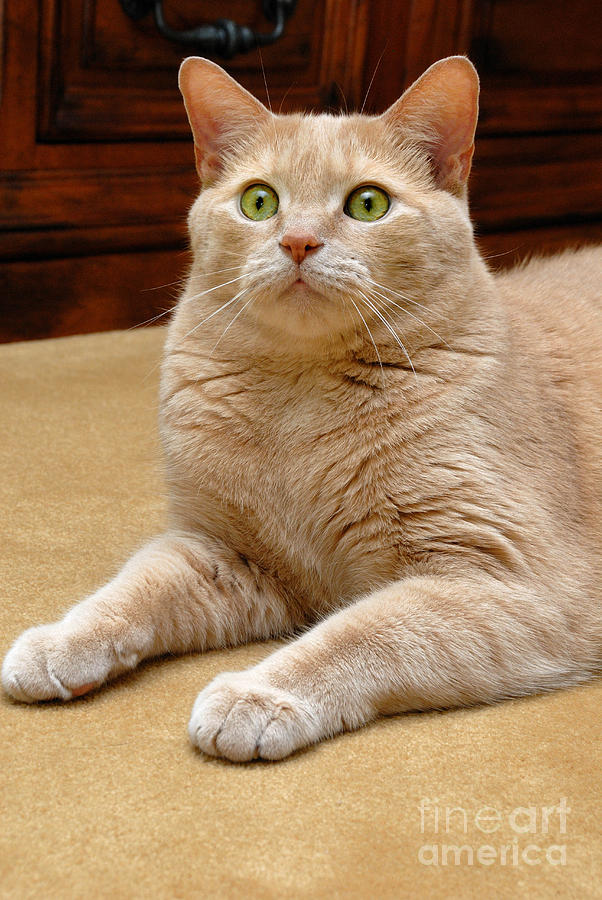 light orange tabby cat
