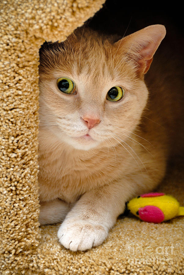 Cat Photograph - Orange Tabby Cat in Cat Condo by Amy Cicconi