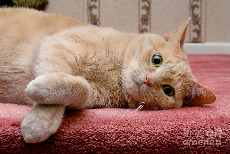 Cat Photograph - Orange Tabby Cat Lying Down by Amy Cicconi