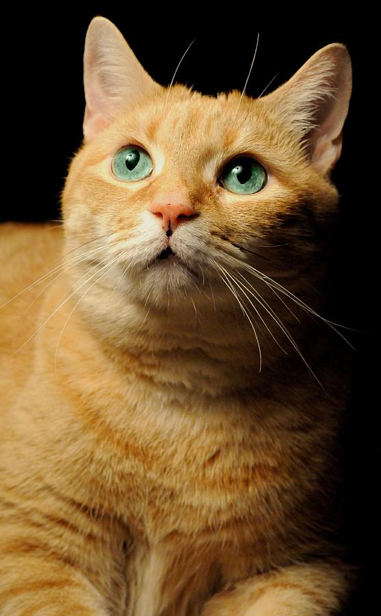 Cat Photograph - Orange Tabby by Diana Angstadt
