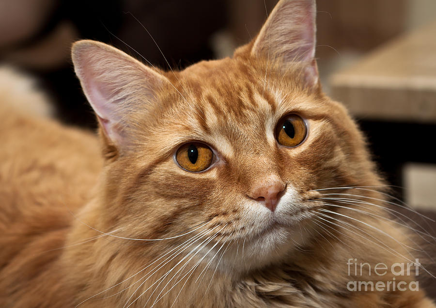Orange Tabby Photograph by Lawrence Burry