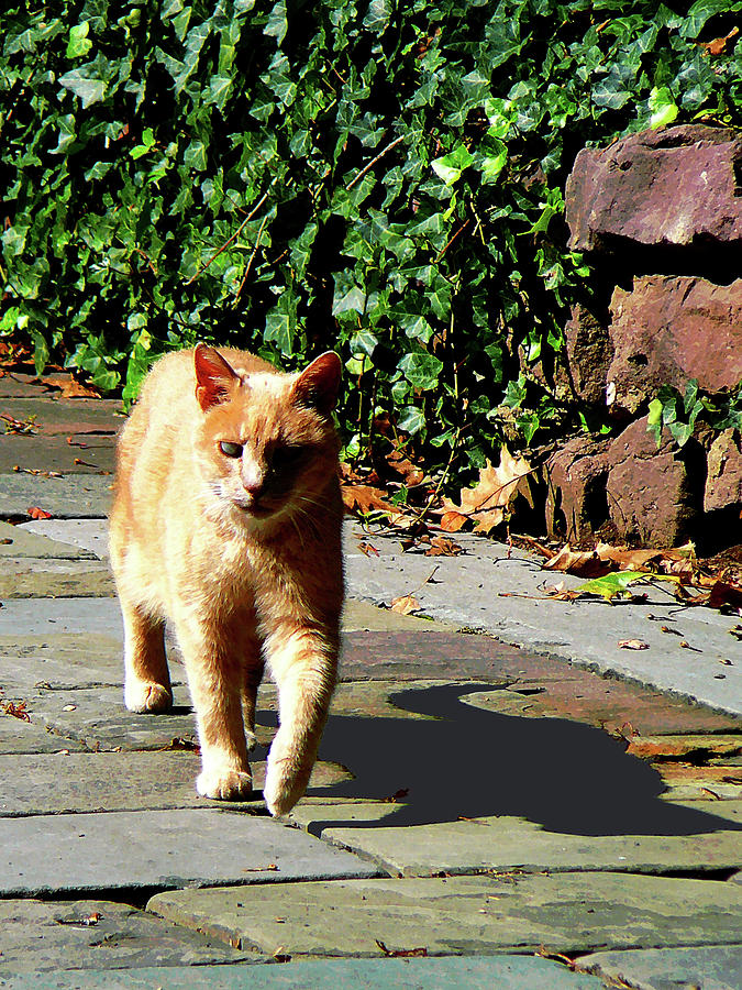 Orange Tabby Taking a Walk Photograph by Susan Savad