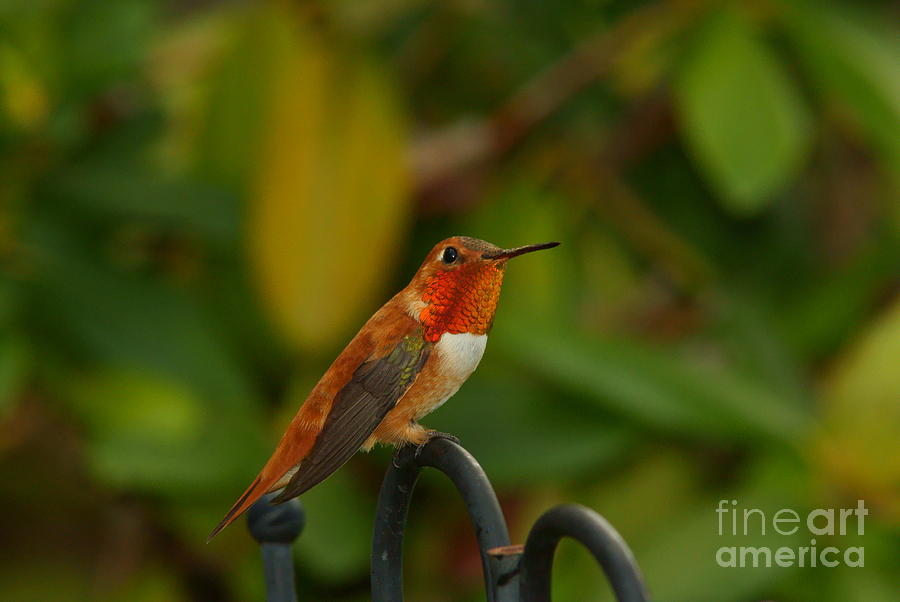 Orange Throated Hummingbird Photograph by Loni Collins