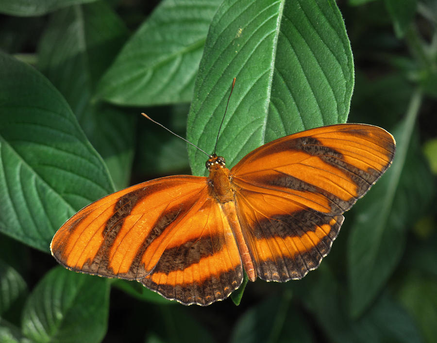 Orange Tiger Butterfly or Banded Orange Photograph by David and Carol Kelly