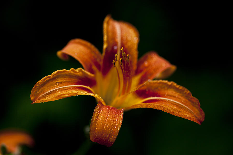 Flowers Still Life Photograph - Orange Tiger by Doug Norkum