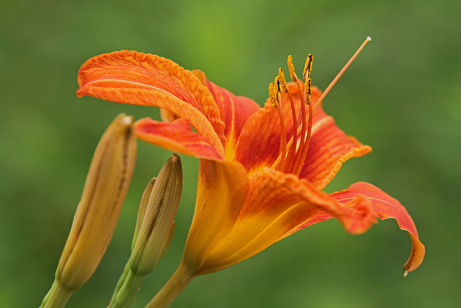 Lily Photograph - Orange Tiger Lilies by Juergen Roth