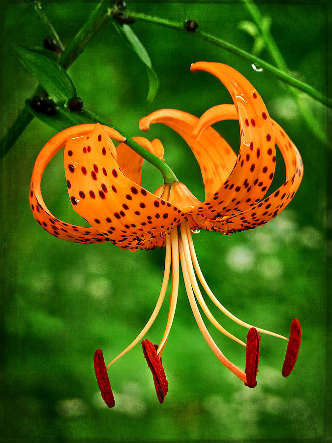 Orange Tiger Lily Photograph by Carolyn Derstine