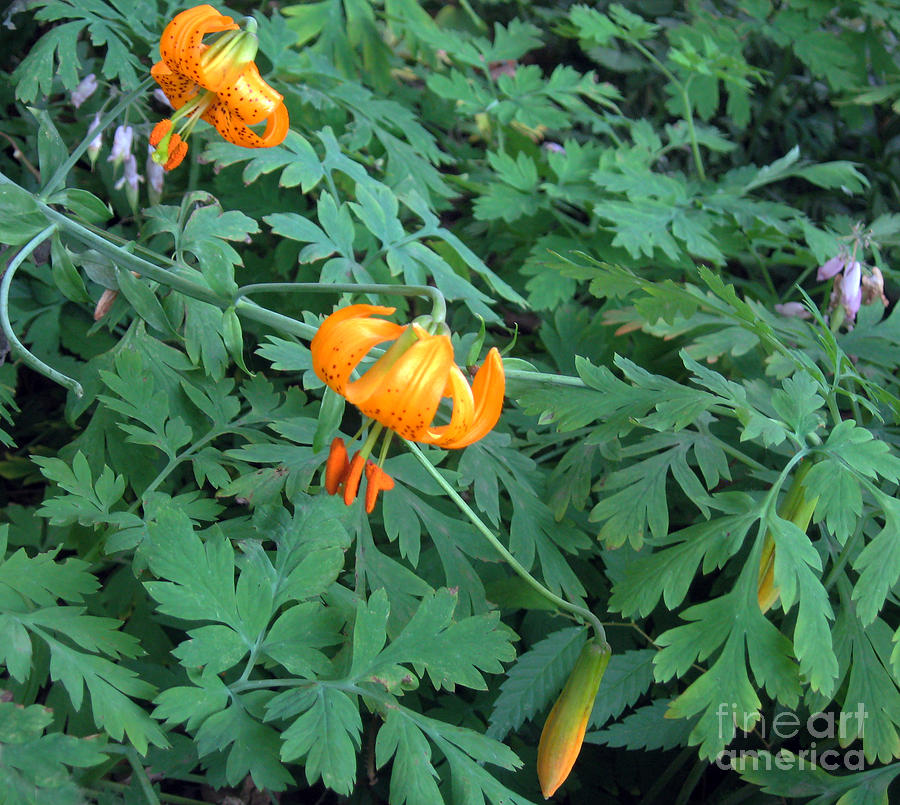 Orange Tiger Lily Photograph by Ellen Miffitt