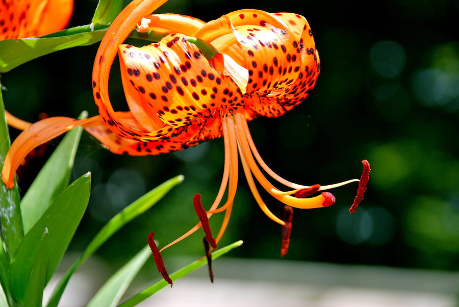 Orange Tiger Lily Photograph