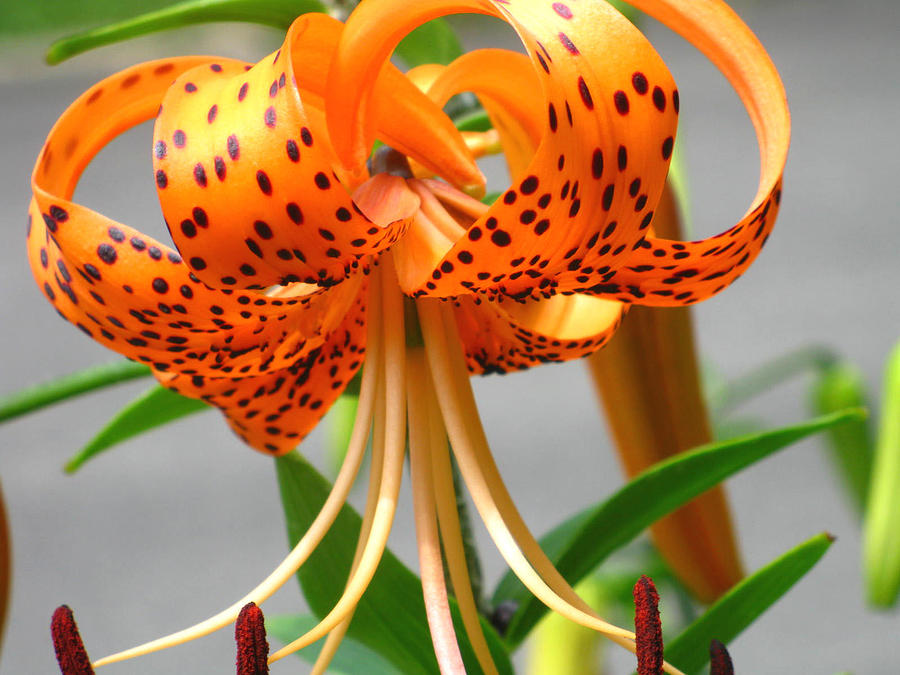 Orange Tiger Lily Photograph by Michele Wilson