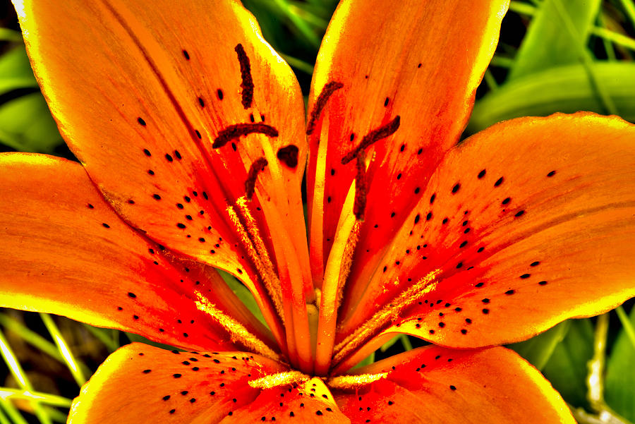 Orange Tiger Lily Photograph by Photo Studios