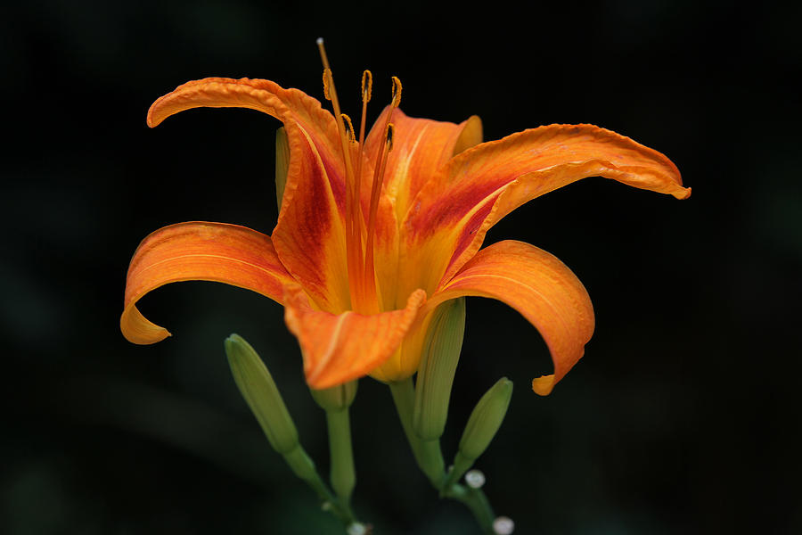 Orange Tiger Lily Over Black Photograph by Juergen Roth