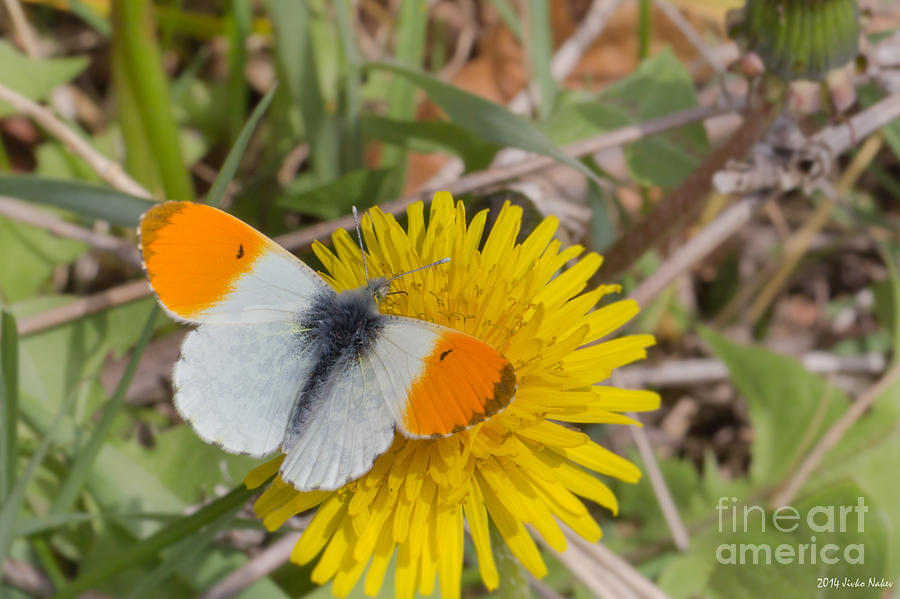 Orange Tip Butterfly Photograph by Jivko Nakev