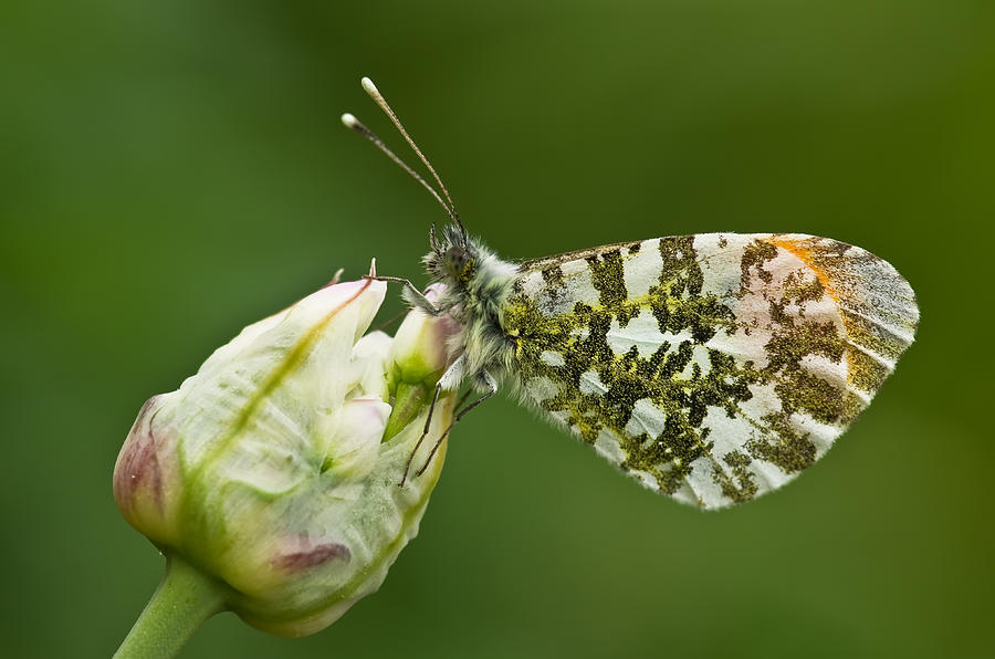Orange tip butterfly Photograph by Pete Hemington