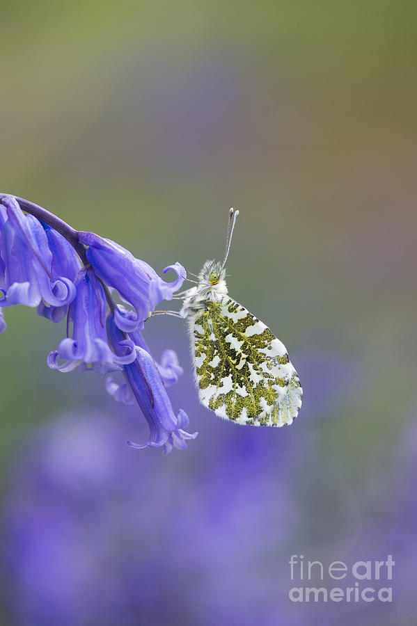 Butterfly Photograph - Orange Tip Butterfly by Tim Gainey