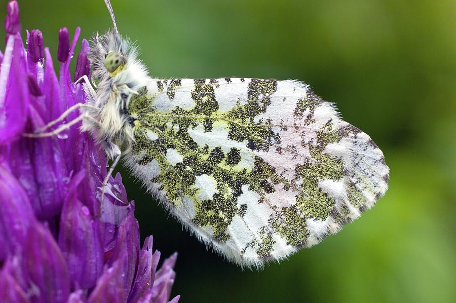 Butterfly Photograph - Orange Tip by Dr Jeremy Burgess