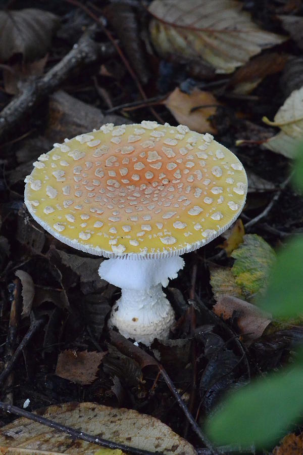Mushroom Photograph - Orange to Yellow Mushroom by Nicki Bennett