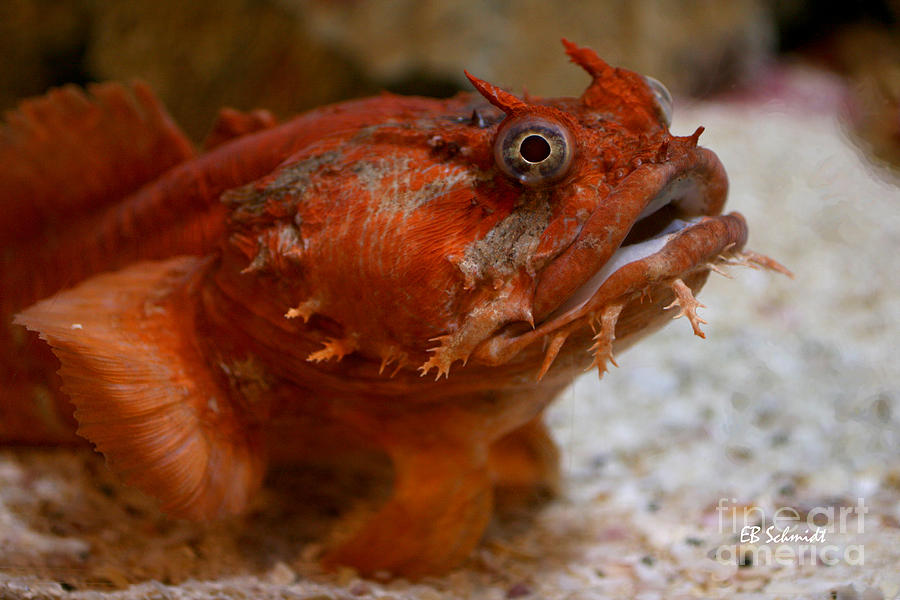 Orange Toadfish Photograph by E B Schmidt