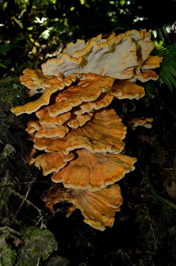 Orange Tree Fungus Photograph by Laureen Murtha Menzl