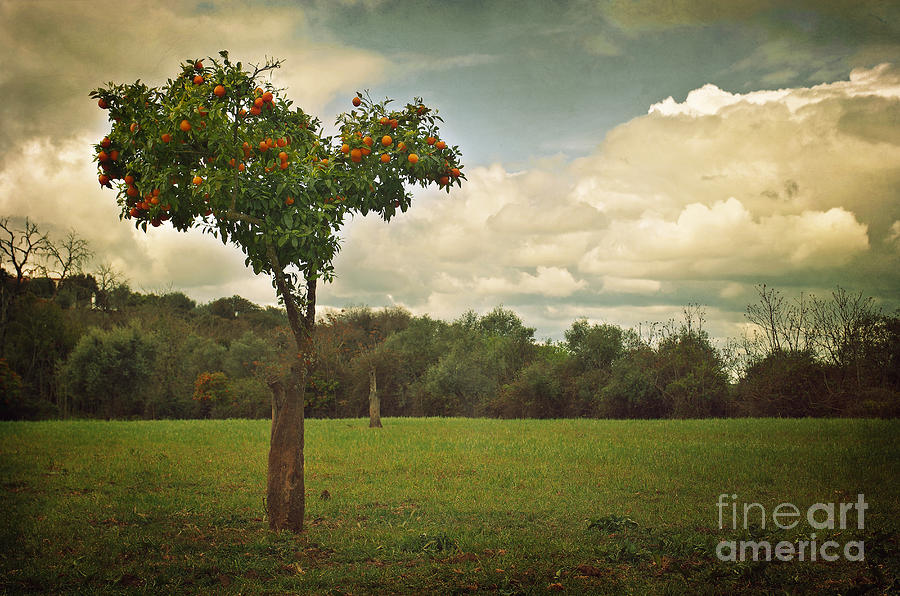 Vintage Photograph - Orange-tree Landscape by Carlos Caetano