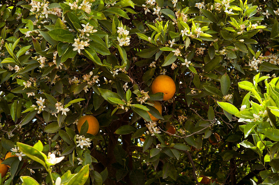 Nature Photograph - Orange Trees In An Orchard, Santa by Panoramic Images