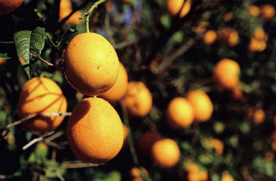 Orange Trees Photograph by Robert Brook/science Photo Library