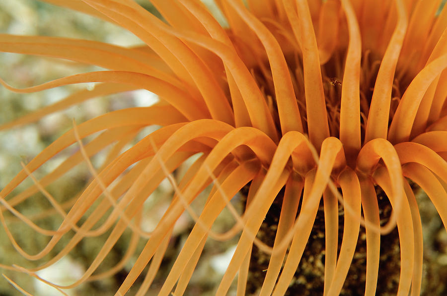Wildlife Photograph - Orange Tube Anemone, Todos Santos by Morten Beier