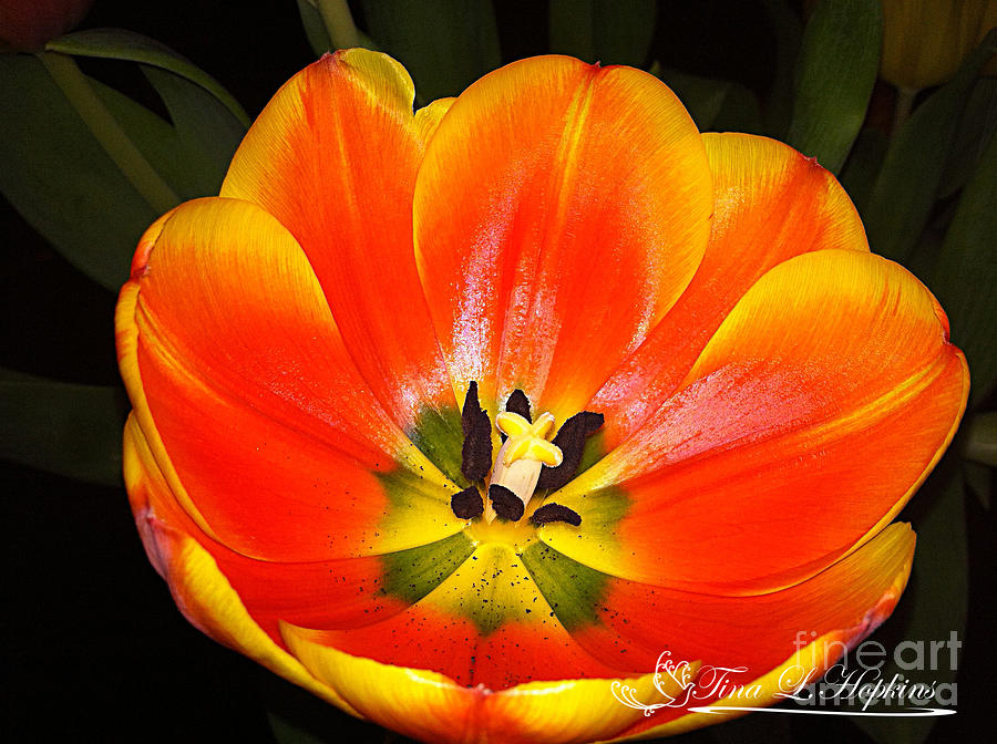 Orange Tulip 20120427_5a Photograph by Tina Hopkins
