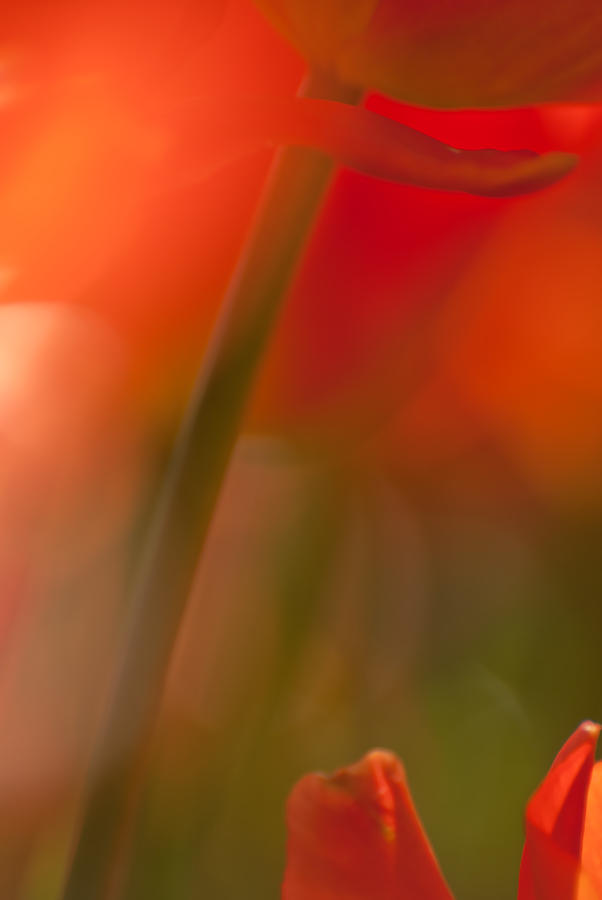 Tulip Photograph - Orange Tulip Abstract by Jani Freimann