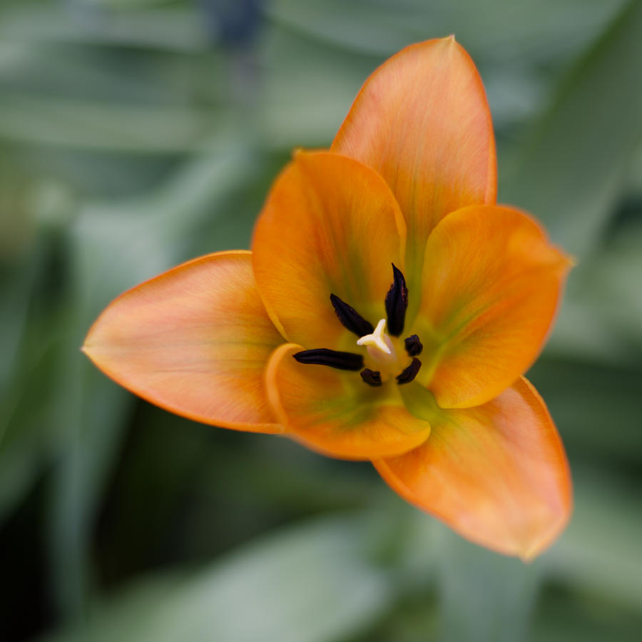 Tulip Photograph - Orange Tulip  by Diego Re