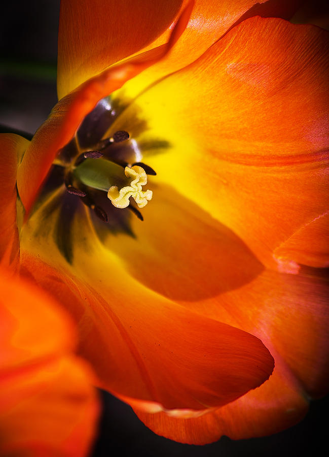 Orange Tulip Photograph by Alex Art