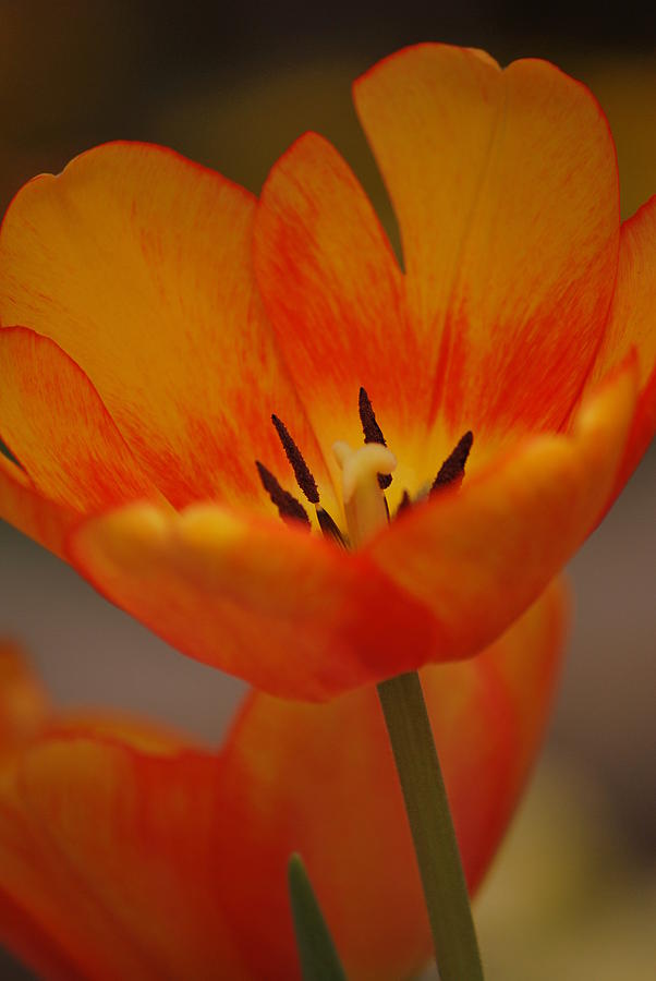 Orange Tulip Photograph by Amee Cave