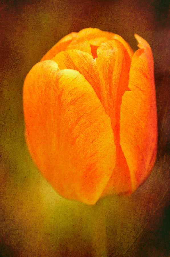 Orange Tulip Brown Texture Photograph